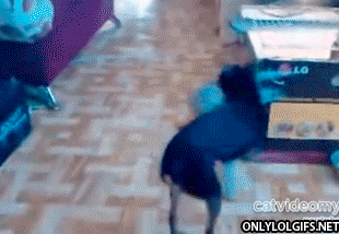 4005000167db6b58dce5