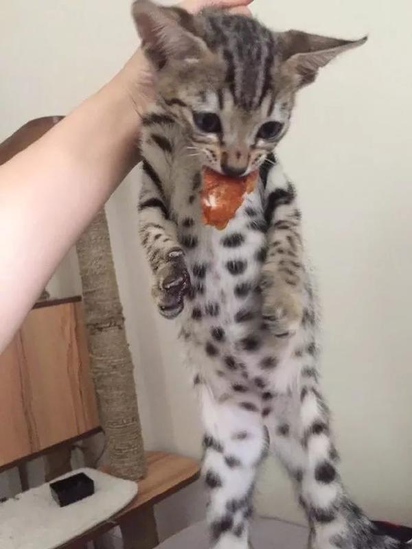 400c0003a80084bf5342