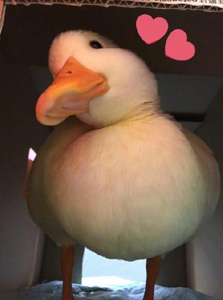 433d0000ae3db491ce7c