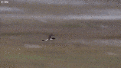 435e0003ba6637bca468