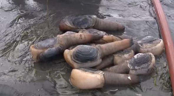 4afe000002afa512c332