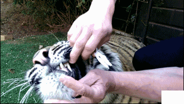4b05000081327f3f06bb