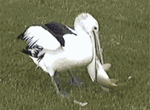 594c0000c2241abdfaa0