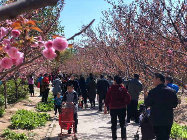 第十三届国际樱花节盛大开幕 恰是樱花烂漫赏花时-3.jpg