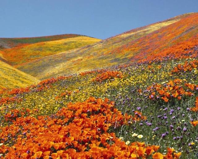 你没想到的，加州春季最美的景点，居然免费！-1.jpg
