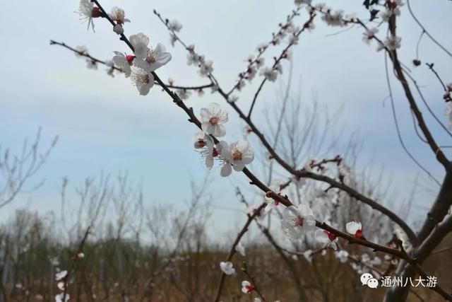 最推荐｜带娃去田间地头撒野，清明踏青之亲子游-18.jpg