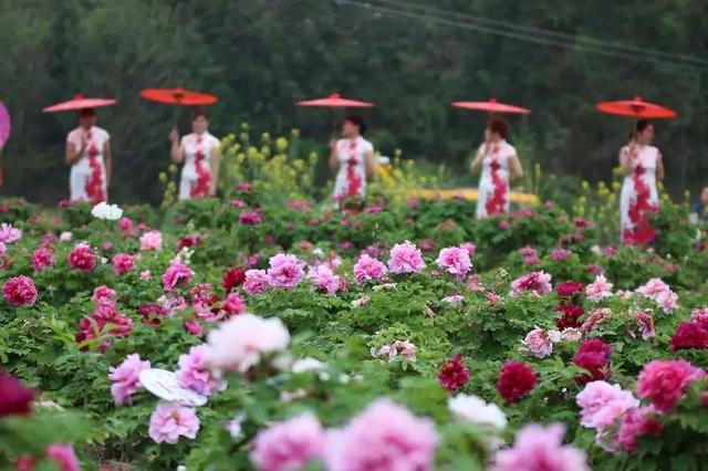 梅花蹲完，樱花蹲；樱花蹲完，桃花蹲；桃花蹲完，梨花蹲；梨花蹲完，郁金香蹲；郁金香蹲完，牡丹花蹲！-1.jpg