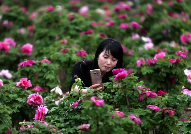 梅花蹲完，樱花蹲；樱花蹲完，桃花蹲；桃花蹲完，梨花蹲；梨花蹲完，郁金香蹲；郁金香蹲完，牡丹花蹲！-3.jpg