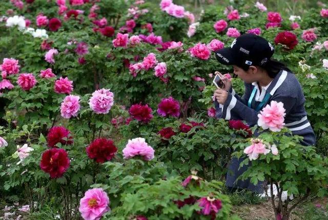 梅花蹲完，樱花蹲；樱花蹲完，桃花蹲；桃花蹲完，梨花蹲；梨花蹲完，郁金香蹲；郁金香蹲完，牡丹花蹲！-4.jpg