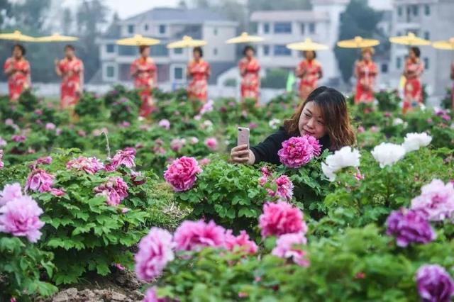 梅花蹲完，樱花蹲；樱花蹲完，桃花蹲；桃花蹲完，梨花蹲；梨花蹲完，郁金香蹲；郁金香蹲完，牡丹花蹲！-6.jpg