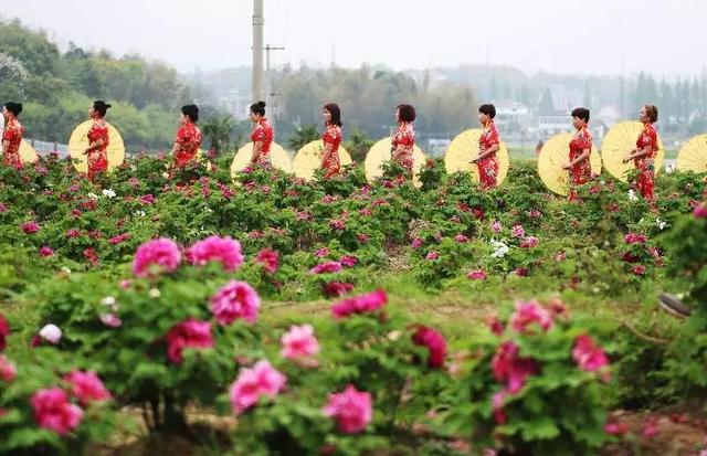 梅花蹲完，樱花蹲；樱花蹲完，桃花蹲；桃花蹲完，梨花蹲；梨花蹲完，郁金香蹲；郁金香蹲完，牡丹花蹲！-18.jpg