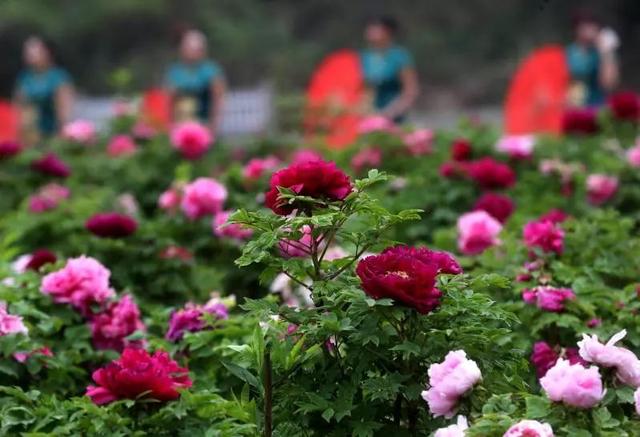 梅花蹲完，樱花蹲；樱花蹲完，桃花蹲；桃花蹲完，梨花蹲；梨花蹲完，郁金香蹲；郁金香蹲完，牡丹花蹲！-19.jpg