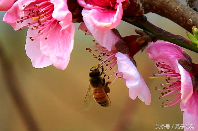 燕子摄影｜桃花春色暖先开，明媚谁人不看来。-1.jpg