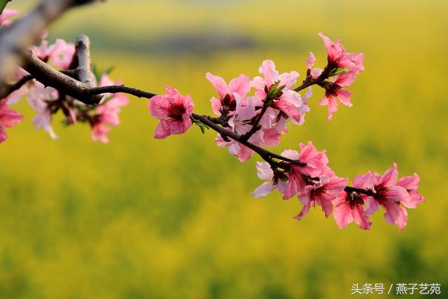 燕子摄影｜桃花春色暖先开，明媚谁人不看来。-5.jpg