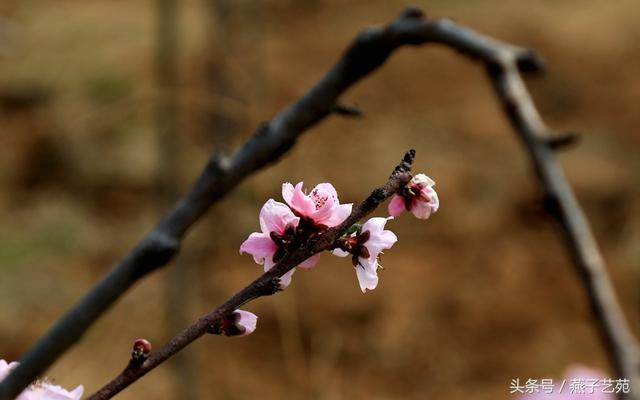 燕子摄影｜桃花春色暖先开，明媚谁人不看来。-8.jpg