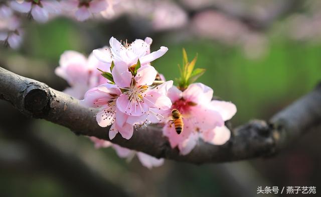 燕子摄影｜桃花春色暖先开，明媚谁人不看来。-9.jpg