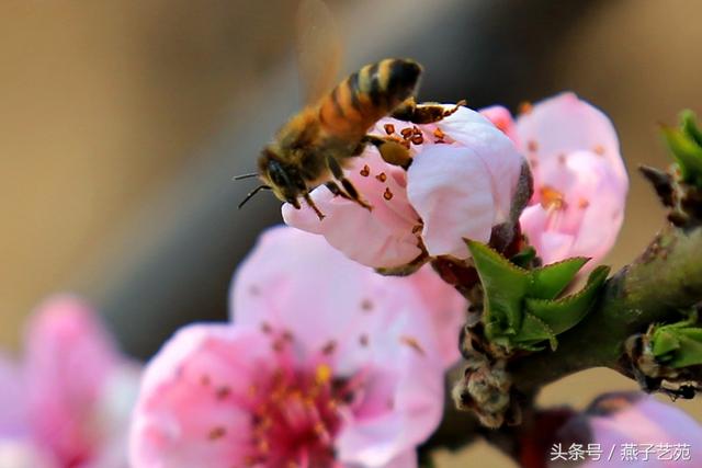 燕子摄影｜桃花春色暖先开，明媚谁人不看来。-12.jpg