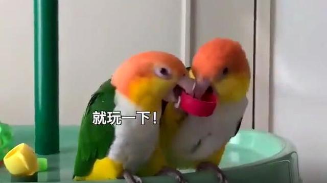 这位鹦鹉朋友我跟你讲，你这样总有一天是要挨打的！-2.jpg