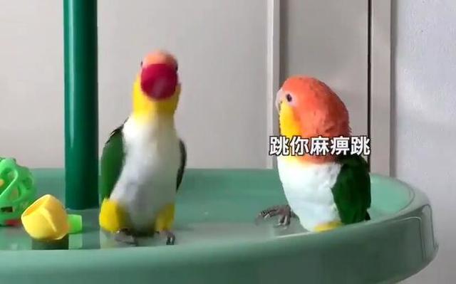 这位鹦鹉朋友我跟你讲，你这样总有一天是要挨打的！-5.jpg