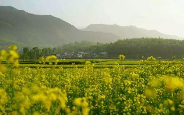 春满中国·醉西安丨2018中国长安国际赏花季暨花海趣骑健身节在杨庄街道圆满举行-3.jpg