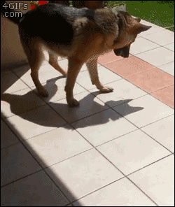 搞笑GIF：不怕遇到猪队友，就怕猪队友还在发呆-2.jpg