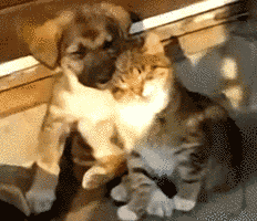 搞笑GIF：不怕遇到猪队友，就怕猪队友还在发呆-3.jpg