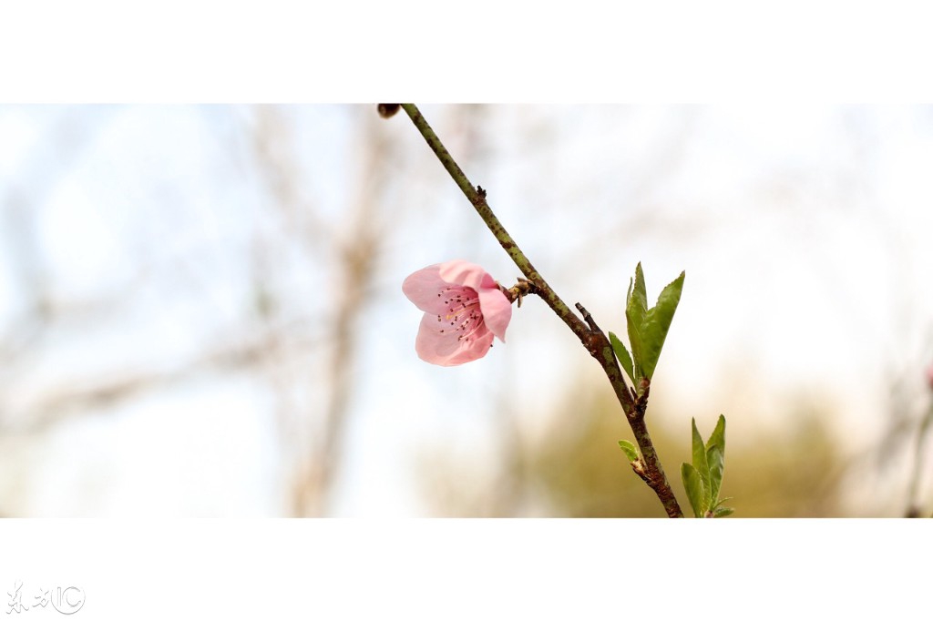 【户外识花木·桃花篇】俏丽枝头，朵朵花开丨亲子共赏-3.jpg