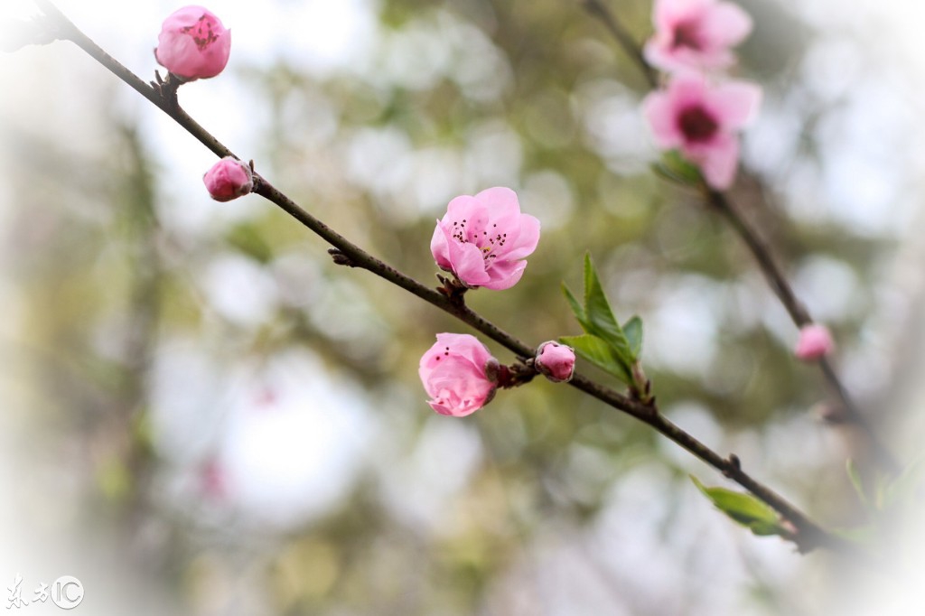 【户外识花木·桃花篇】俏丽枝头，朵朵花开丨亲子共赏-5.jpg