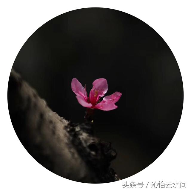 桃花一簇开无主，可爱深红爱浅红-5.jpg