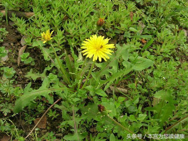 春天必吃的3种野菜，越吃越健康-2.jpg