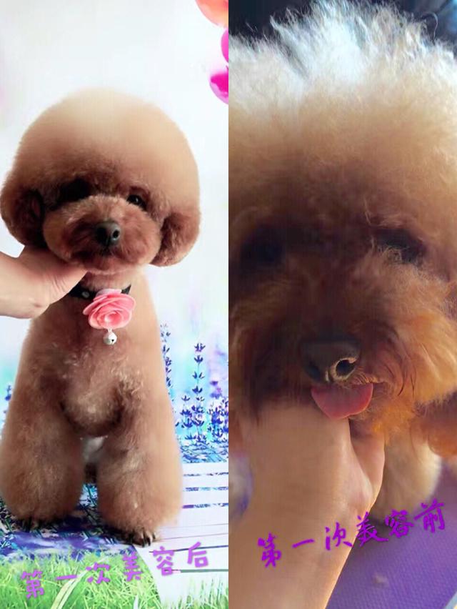 泰迪狗狗美容前后对比 狗狗的发型很重要哦-1.jpg