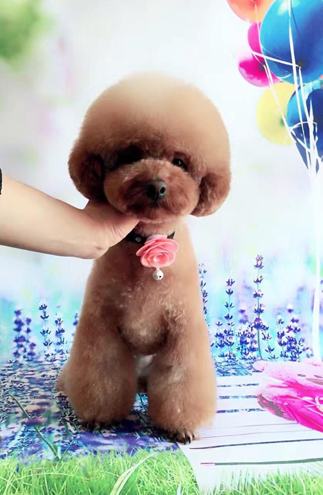 泰迪狗狗美容前后对比 狗狗的发型很重要哦-2.jpg