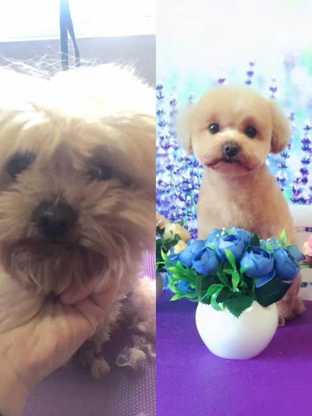 泰迪狗狗美容前后对比 狗狗的发型很重要哦-7.jpg