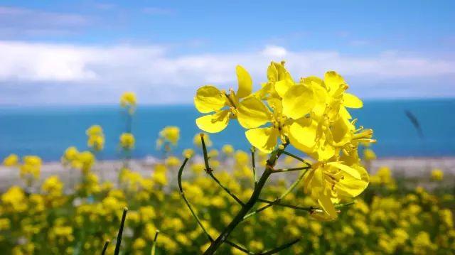 「摄影技巧」花开成海，油菜花拍摄技巧大全！-1.jpg