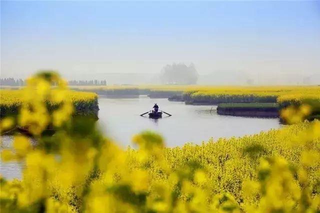 「摄影技巧」花开成海，油菜花拍摄技巧大全！-11.jpg