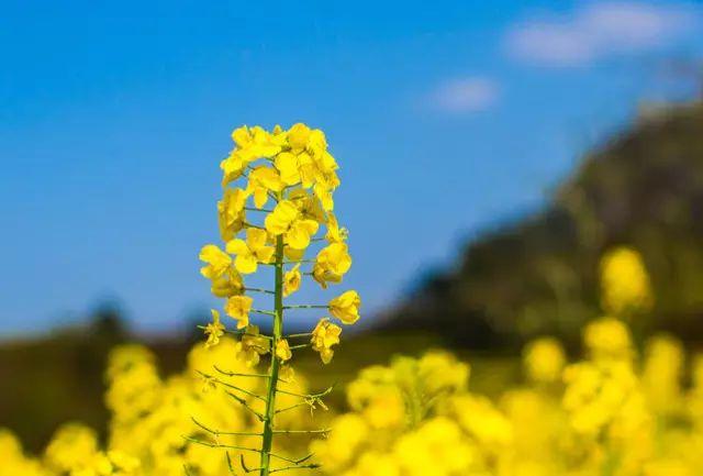 「摄影技巧」花开成海，油菜花拍摄技巧大全！-15.jpg