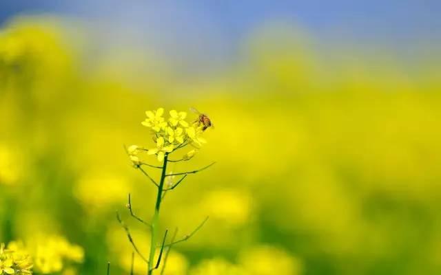 「摄影技巧」花开成海，油菜花拍摄技巧大全！-17.jpg