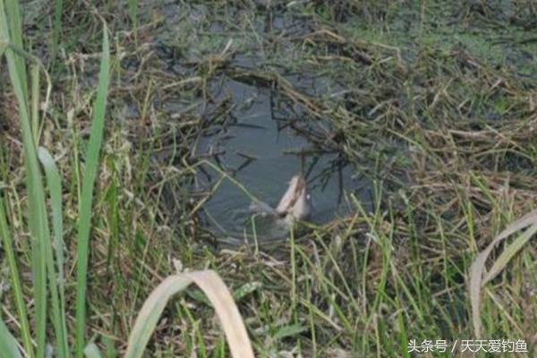 钓鱼老师傅春季钓鱼的秘密技巧，渔获每次都比别人多几倍-5.jpg