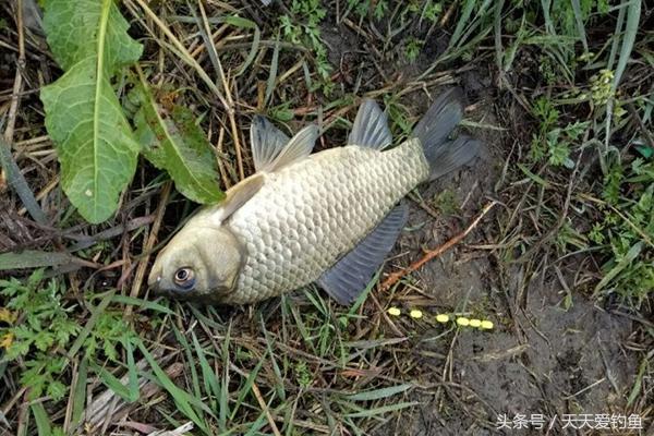 钓鱼老师傅春季钓鱼的秘密技巧，渔获每次都比别人多几倍-6.jpg