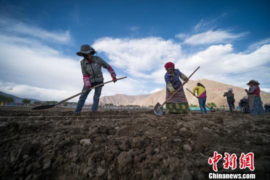 西藏拉萨净土健康产业助农牧民增收-4.jpg