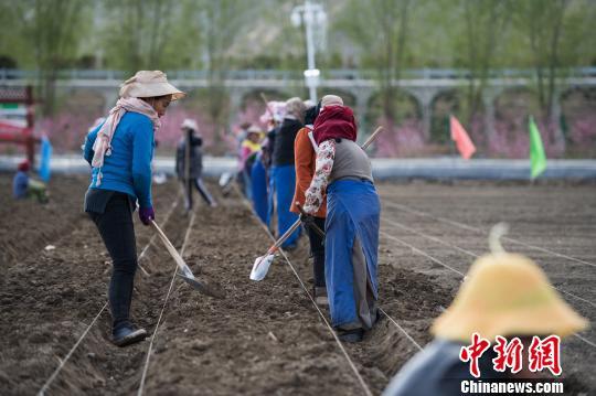 西藏拉萨净土健康产业助农牧民增收-5.jpg