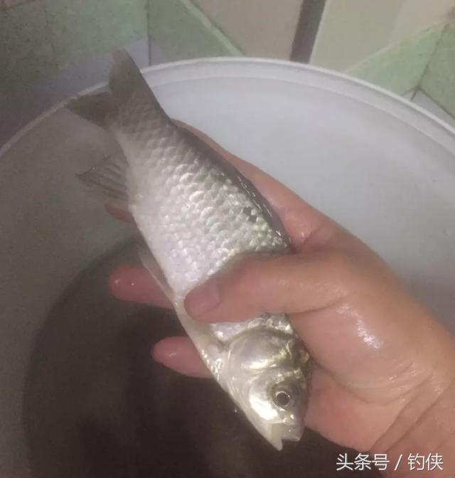 江河钓鱼用什么饵料？享受钓鱼的过程-2.jpg