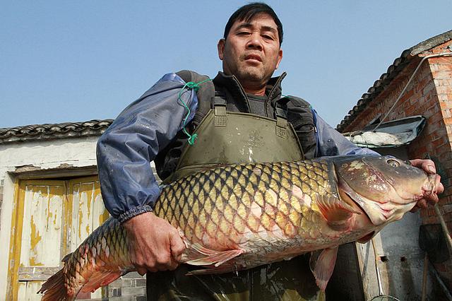 一分钟看完，浅谈钓鲤鱼的实用技巧！91钓鱼！-1.jpg