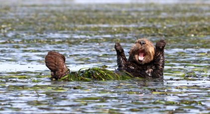 相机下憨态可掬的野生动物们 2017搞笑野生动物摄影大赛获胜作品-7.jpg