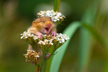 相机下憨态可掬的野生动物们 2017搞笑野生动物摄影大赛获胜作品-9.jpg