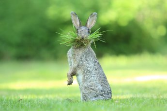 相机下憨态可掬的野生动物们 2017搞笑野生动物摄影大赛获胜作品-17.jpg